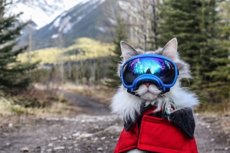 A este gato aventurero le encanta ir de excursión (Video)