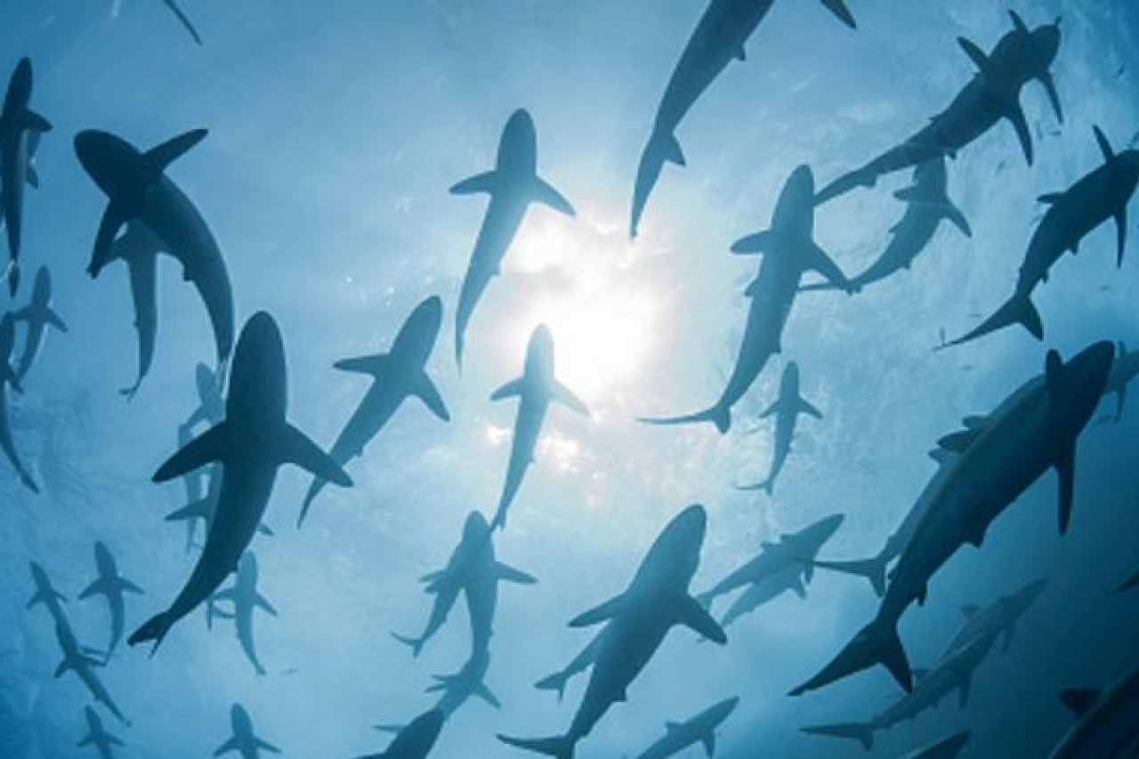 Dron capta manada de tiburones en playa de Florida