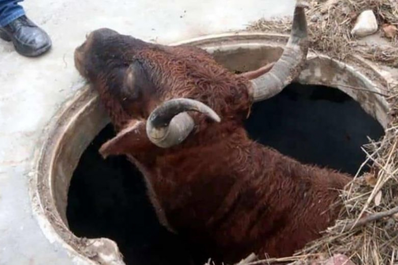 Video: Sorprende vaca en interior de alcantarilla en NL
