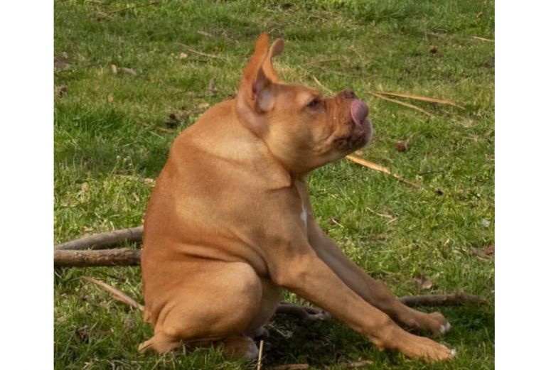 Video Ivy, el perro rana que cautivó las redes