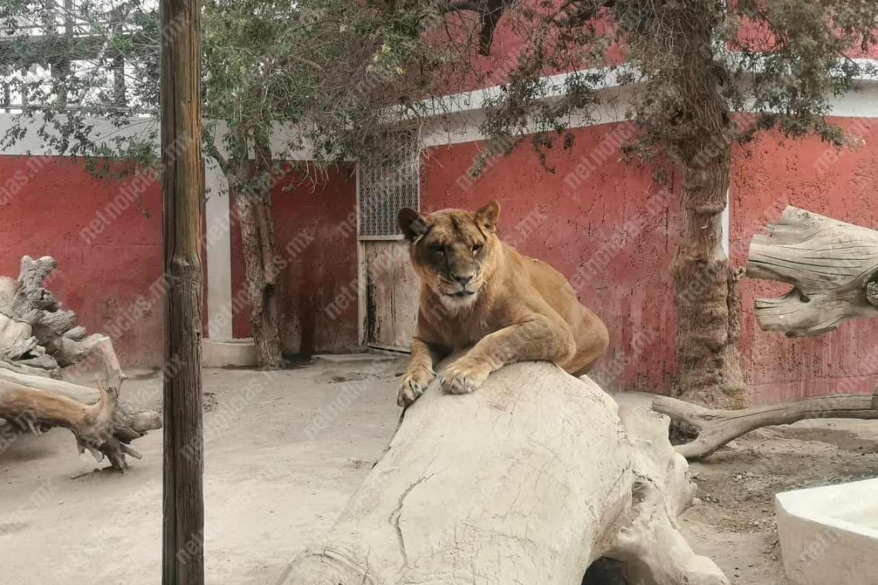 Zoológico San Jorge al borde del cierre