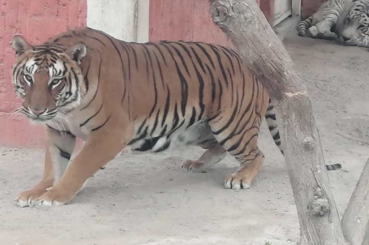 Dona candidato comida a animales del zoo San Jorge