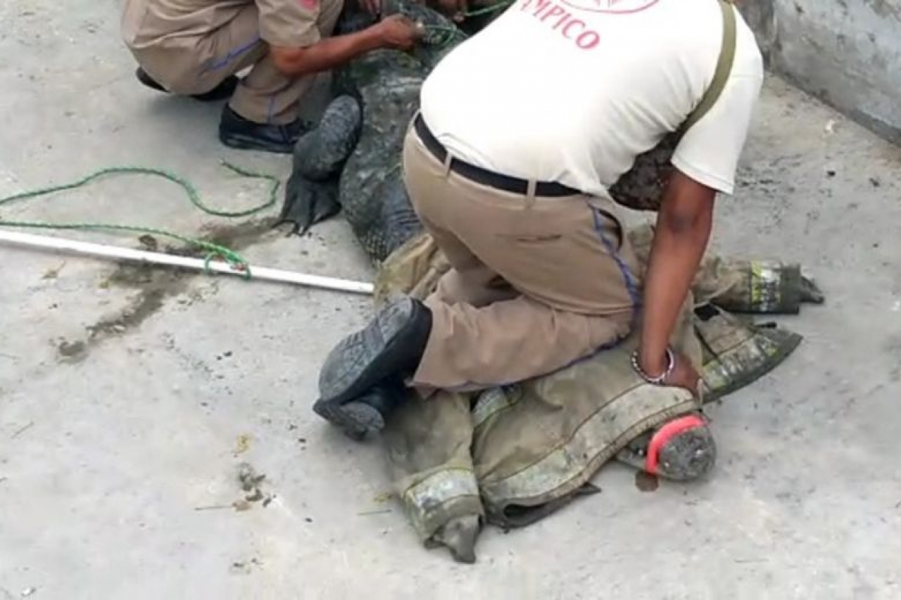 Video: Capturan a cocodrilo que 'paseaba' por Tamaulipas