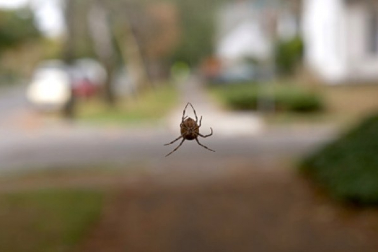 Advierten sobre mordedura araña Violinista