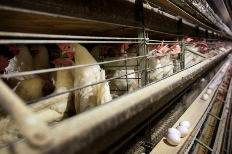 Perú declara alerta para evitar contagios en aves de granjas