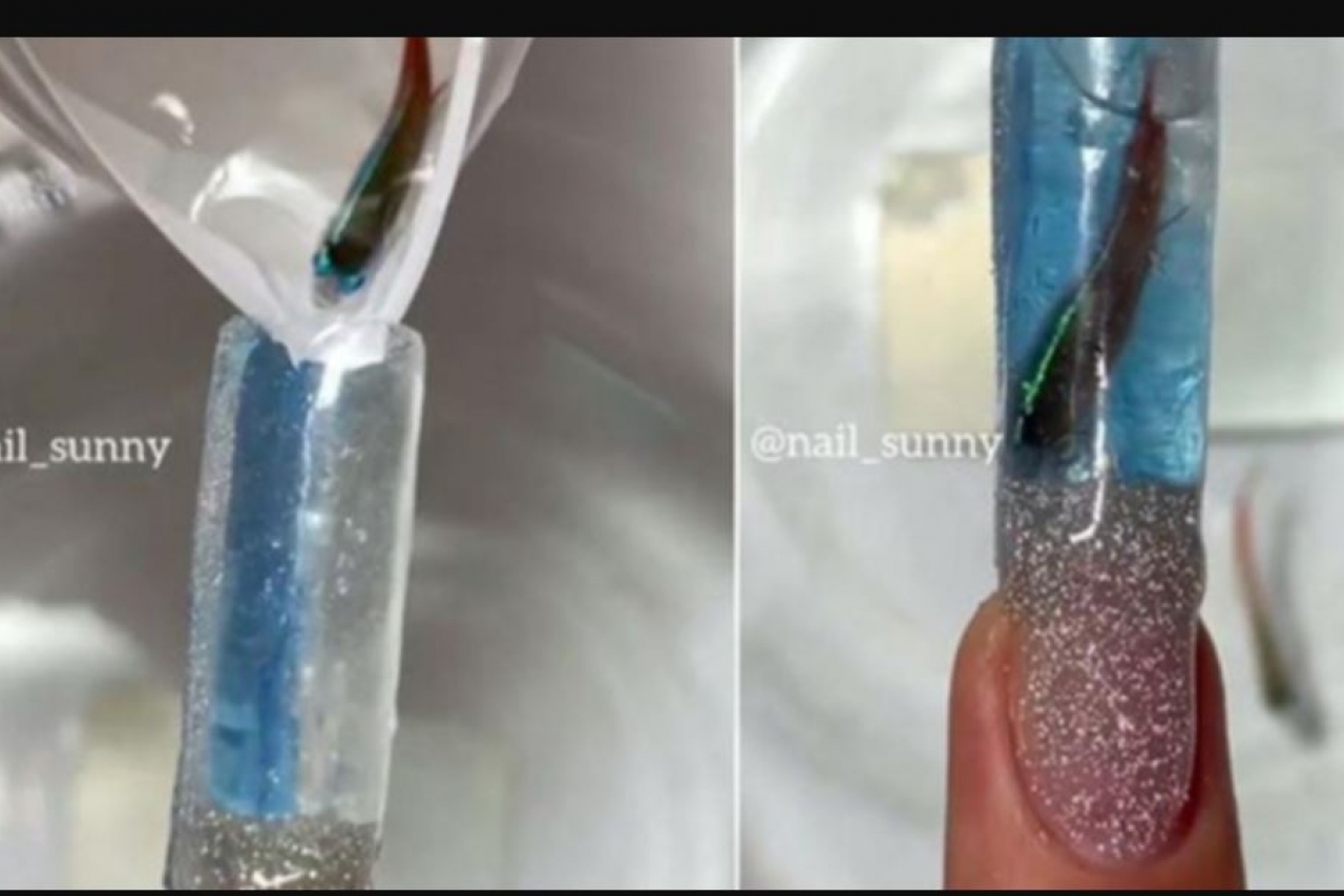 Guau encima pesadilla Video: Usan peces vivos para decorar uñas acrílicas