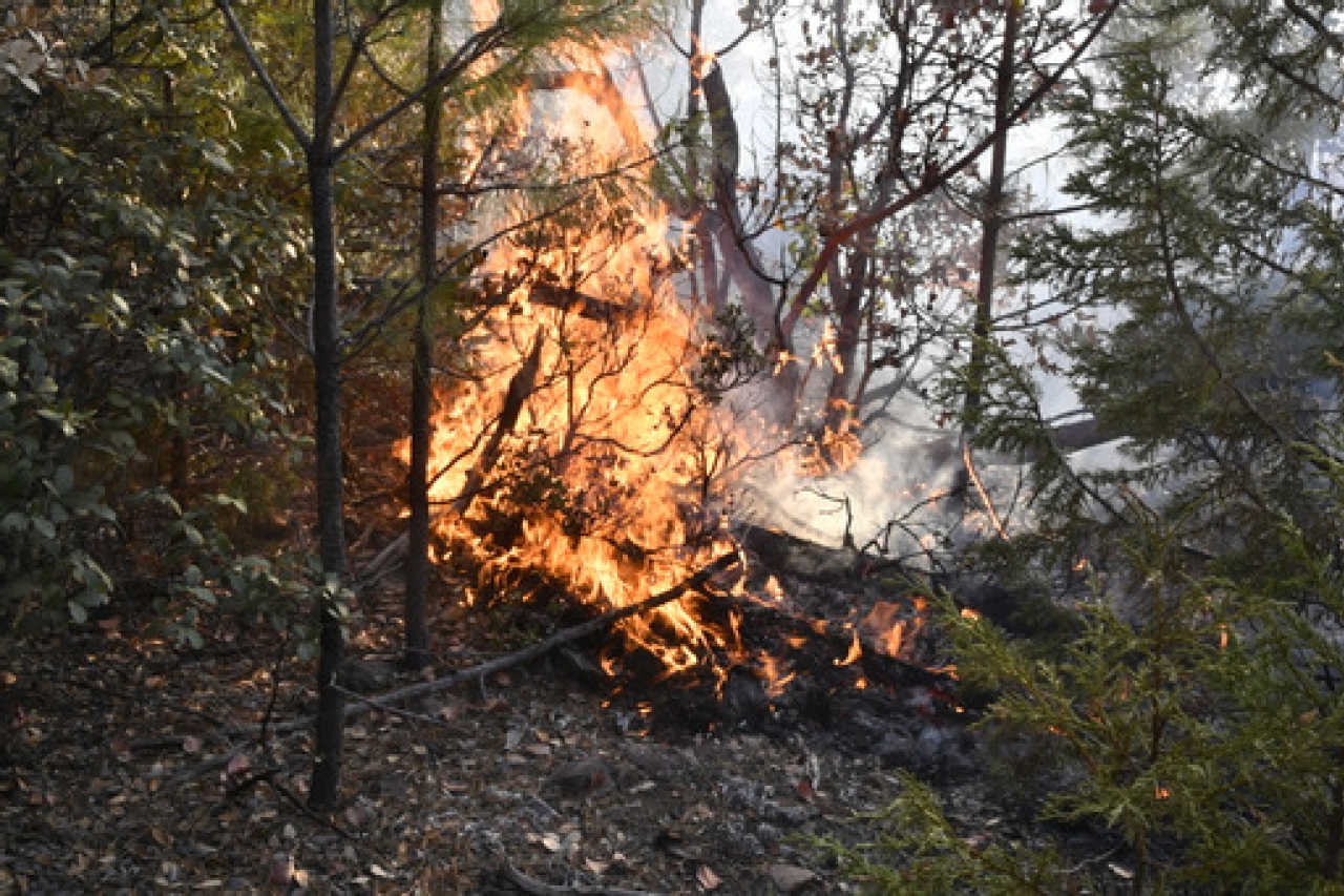 Incendios han dañado 43 mil 232 hectáreas en la Sierra Tarahumara