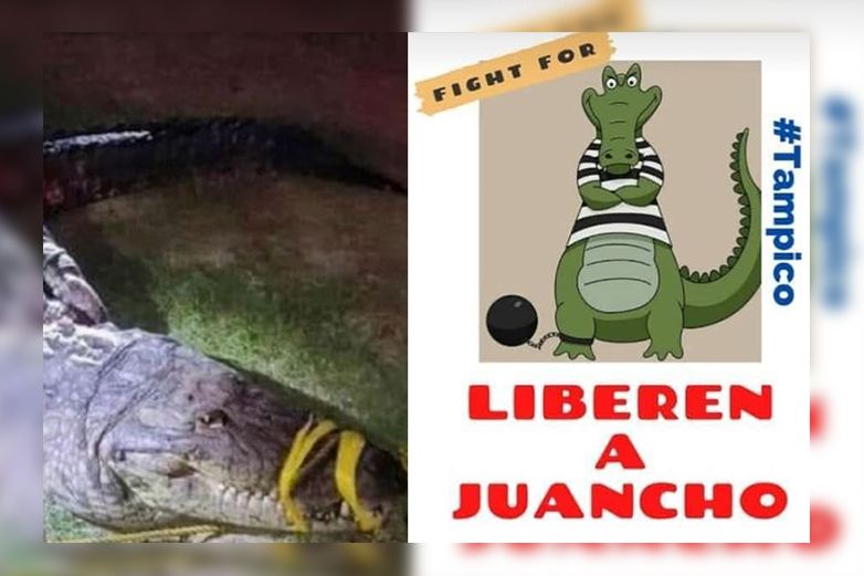 Exigen que liberen a cocodrilo que atacó a mujer en Tampico