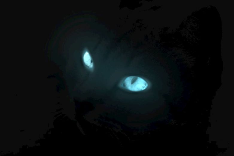 Por esto brillan los ojos de los gatos en la oscuridad