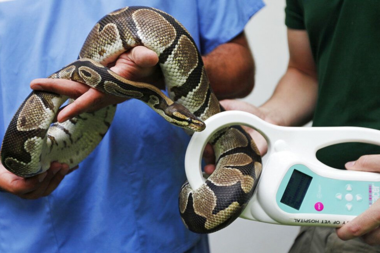 Veneno de serpiente podría frenar al Covid: estudio