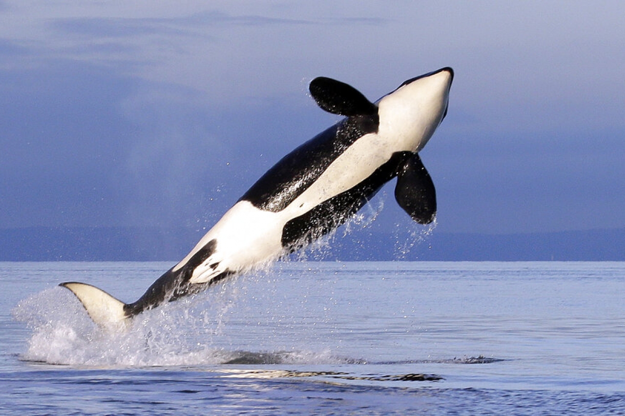 Amplía EU protecciones al hábitat de las orcas del sur