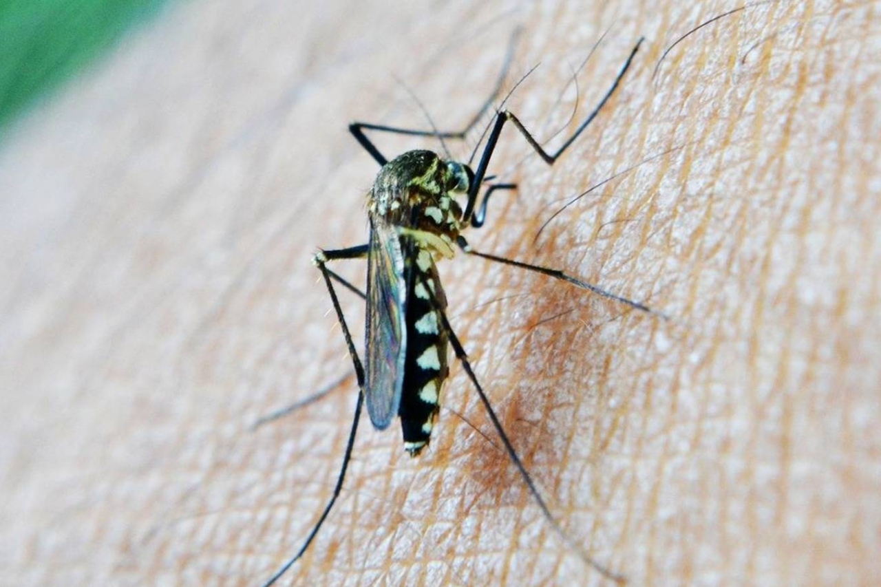 Escasean repelentes para mosquitos en El Paso