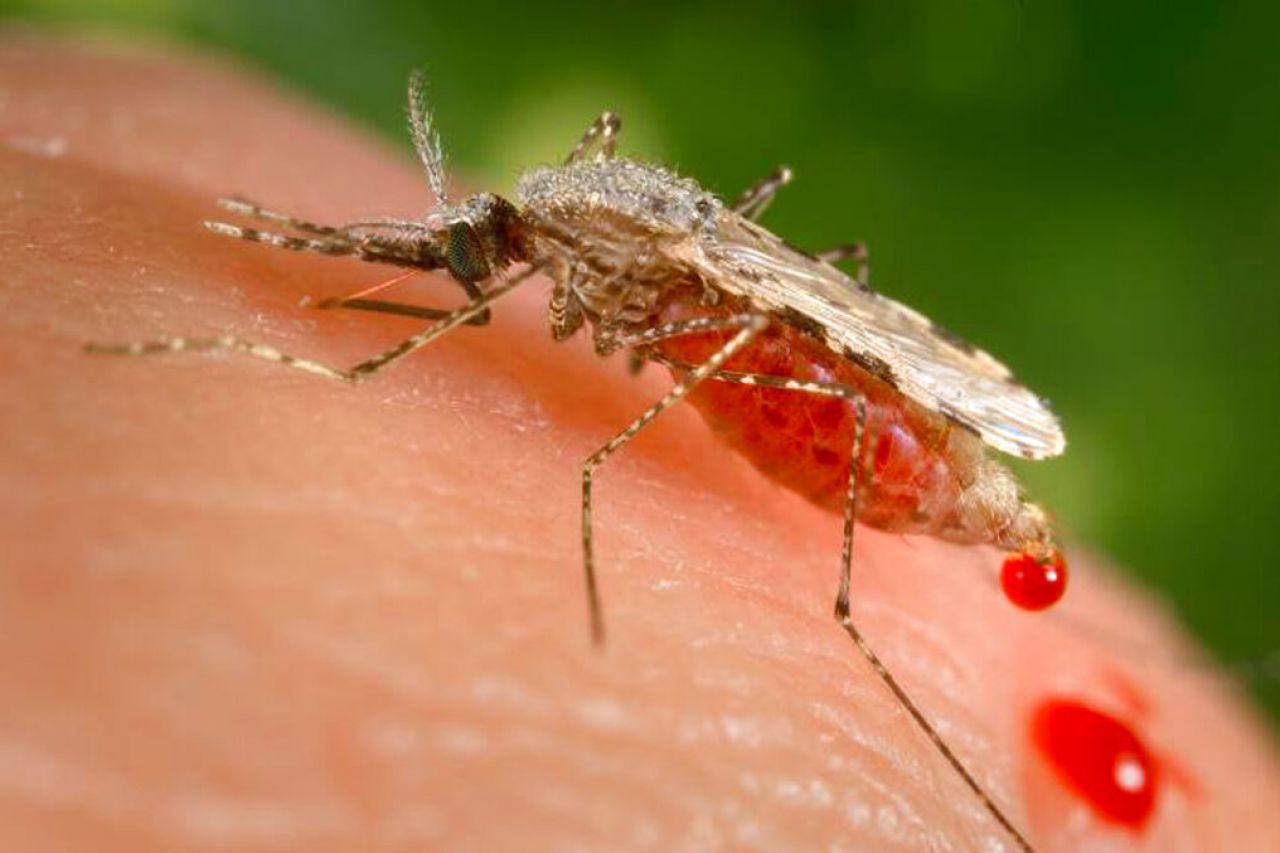 Detectan en África forma de malaria resistente a medicamento