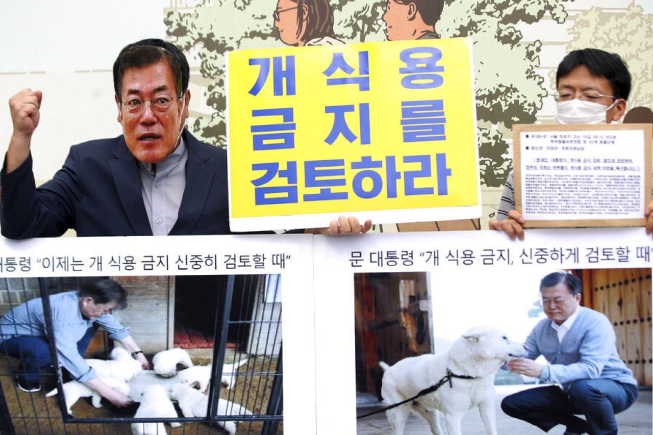 Analiza Surcorea prohibir consumo de carne de perro