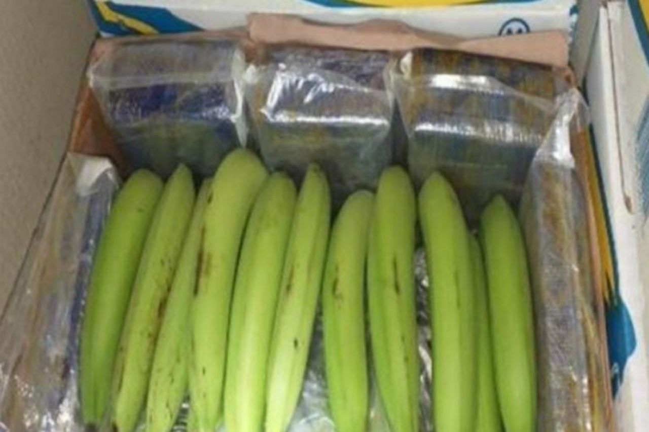 Localizan 655 kilos de droga en caja de plátanos en Chiapas 