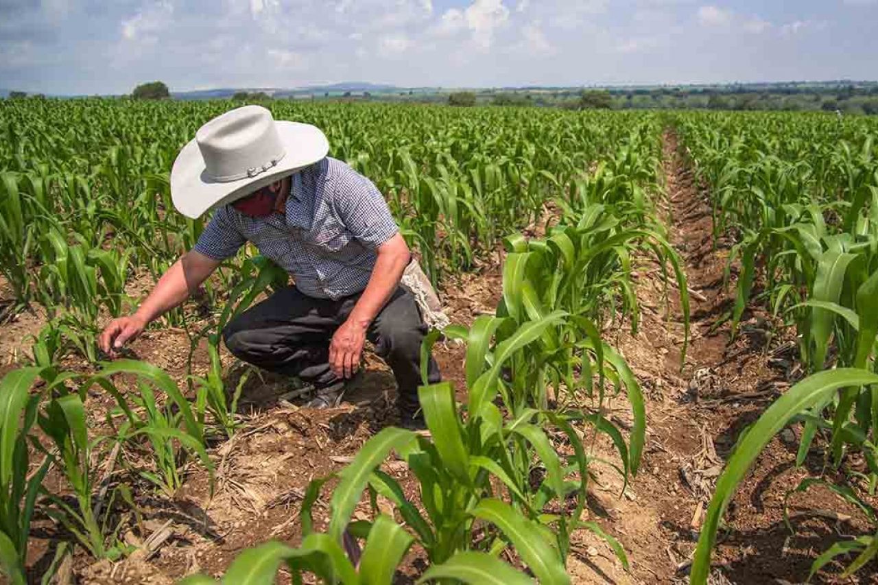 México aporta a la seguridad alimentaria mundial: Sader
