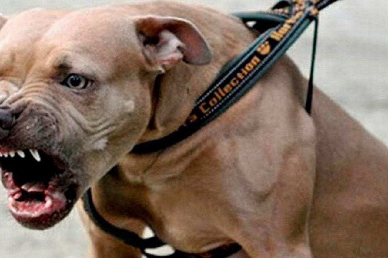 Perro pitbull lesiona a 6 estudiantes dentro de una secundaria