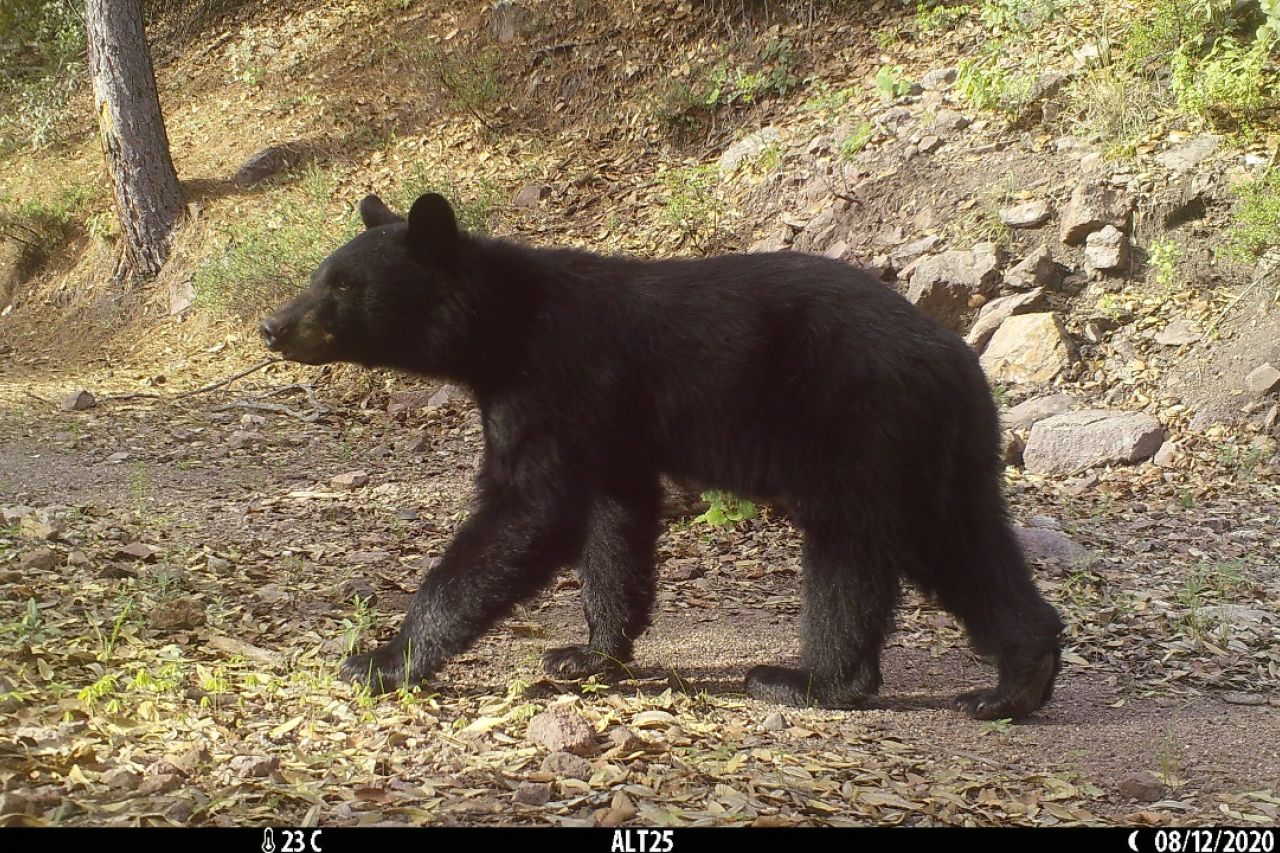 Tras las huellas del oso negro