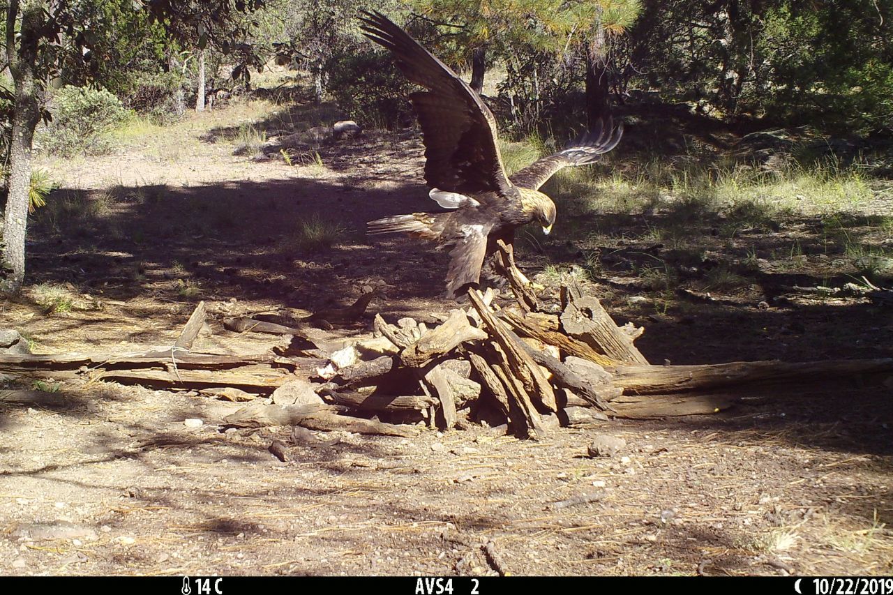 El águila real vuela en Chihuahua