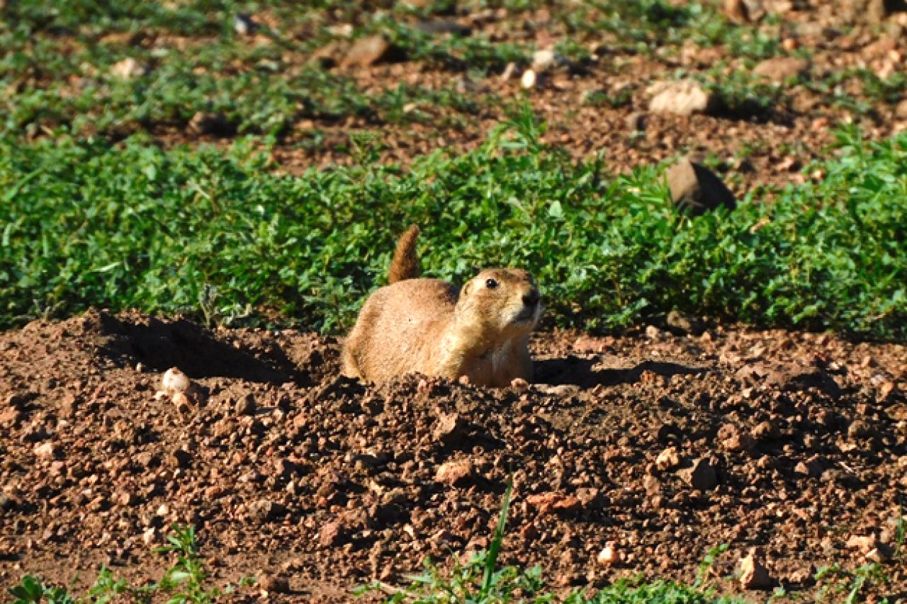 Perrito de la pradera, una especie amenazada