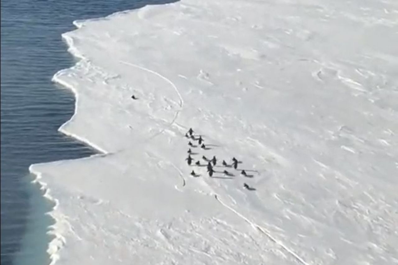 Video: Sobrevive pingüino a fractura de hielo