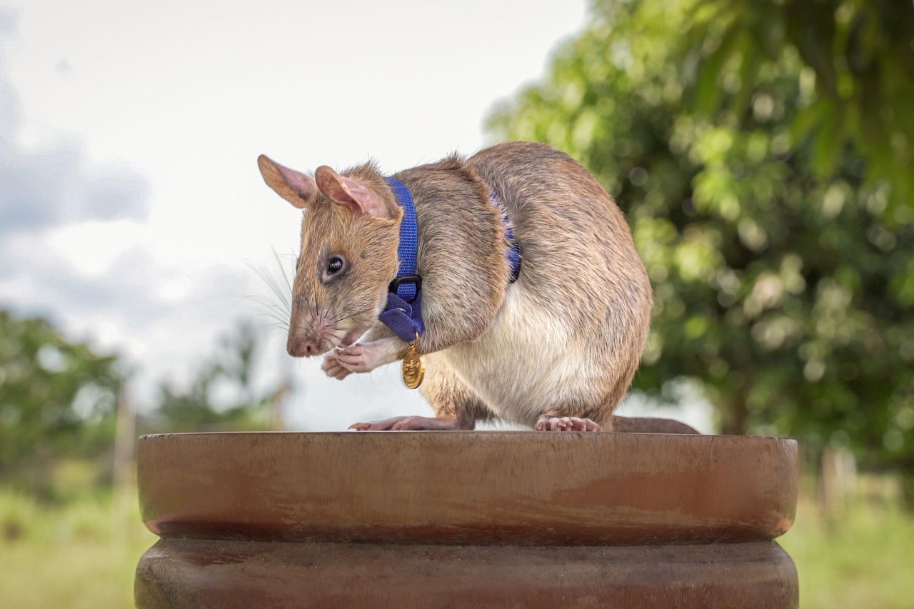 Muere Magawa, la rata detectora de minas en Camboya