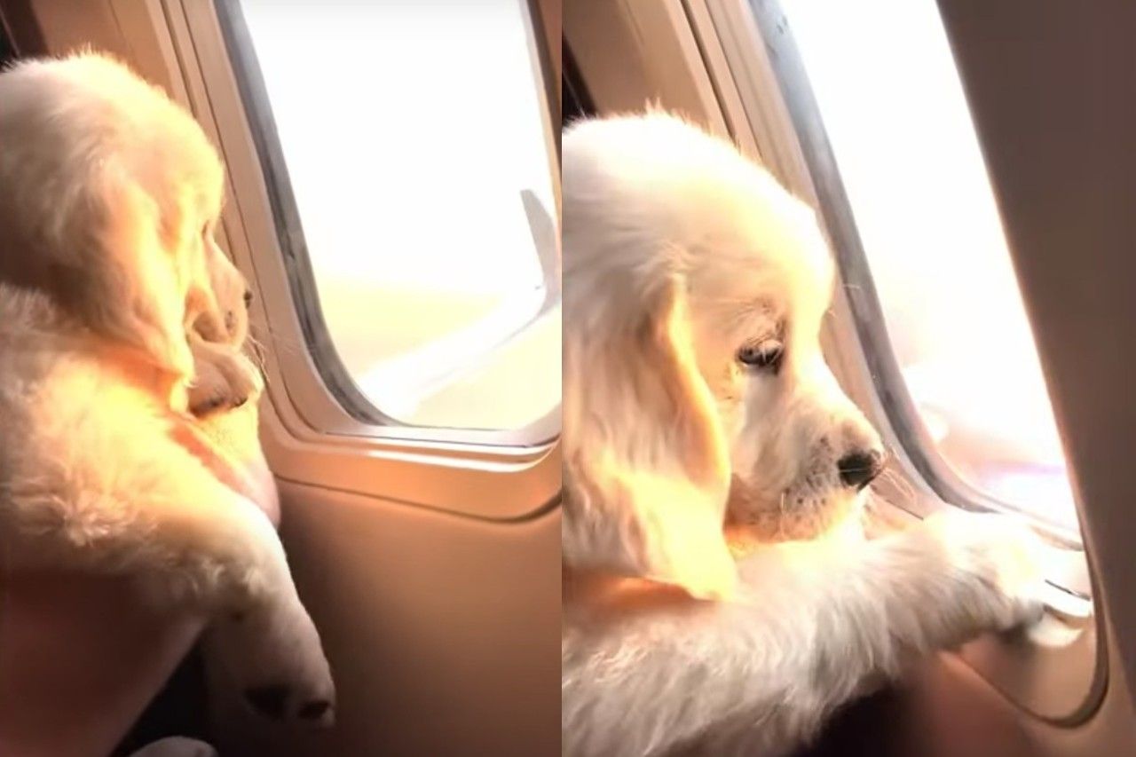 Enternece las redes perrito que disfruta el atardecer desde avión