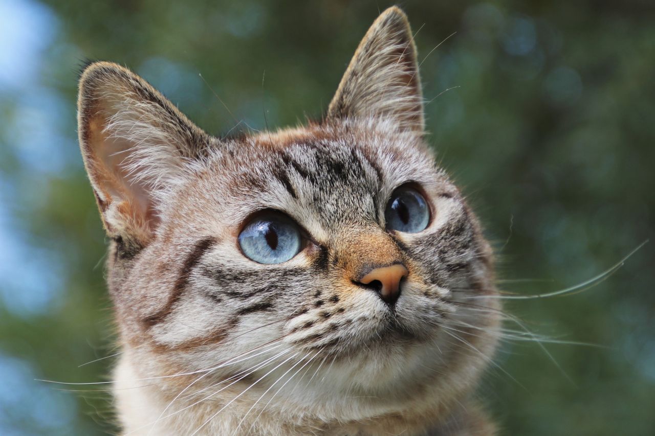 Insuficiencia renal en gatos: conoce qué la provoca y los síntomas