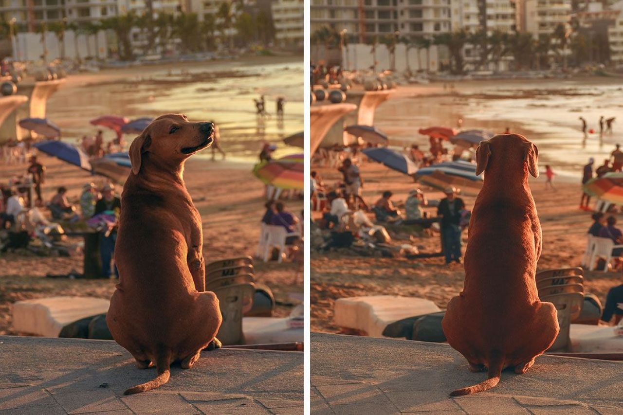 Perrito acude todos los días a playa de Mazatlán para ver el atardecer