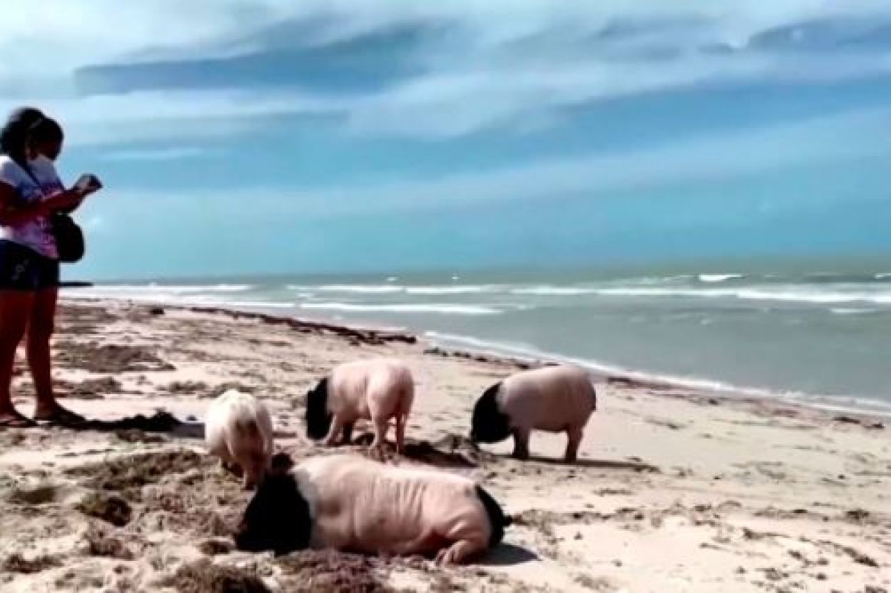 ‘Pig Beach’ La playa de México donde puedes convivir con cerditos
