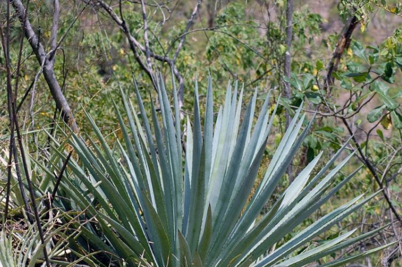 Conoce los árboles más aptos para el clima de Juárez