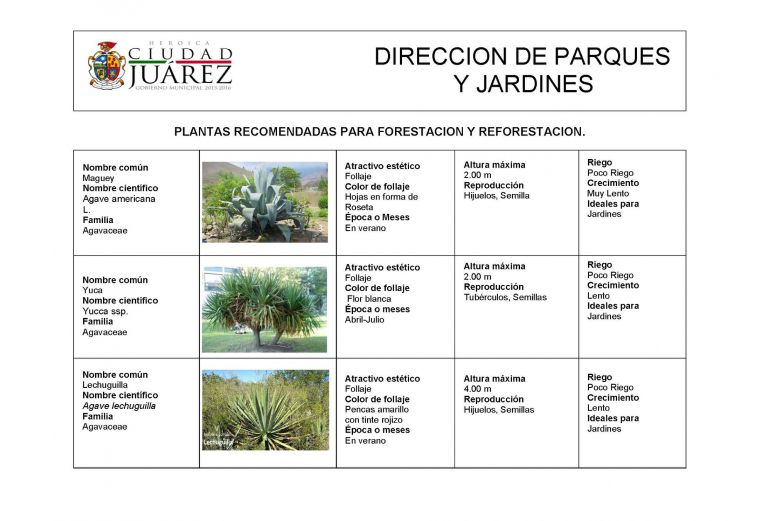 Conoce los árboles más aptos para el clima de Juárez