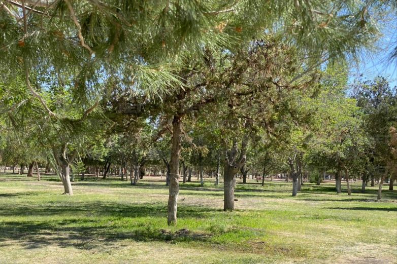 Hoy es Día Mundial del Árbol; invitan a cuidarlos