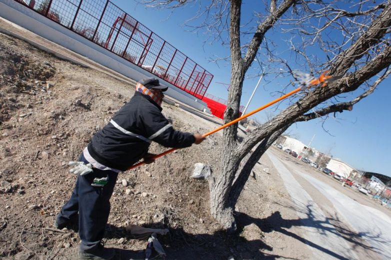 Piden a juarenses no encalar árboles