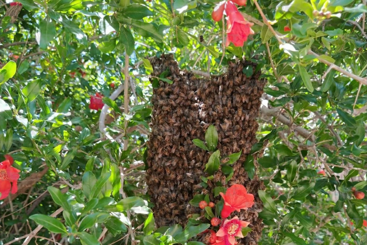 ¿Le tienes miedo a las abejas? Aquí te contamos por qué pasa 