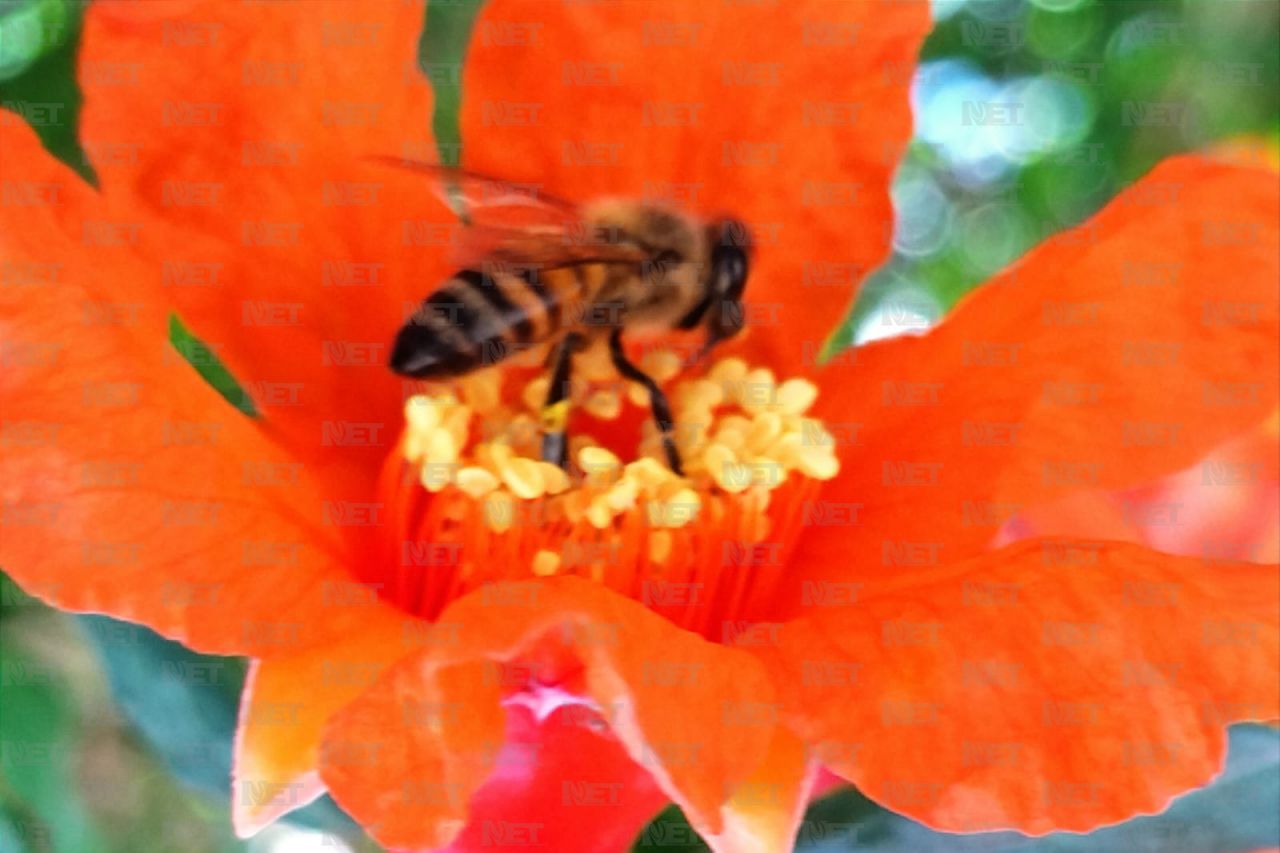 ¿Le tienes miedo a las abejas? Aquí te contamos por qué pasa 