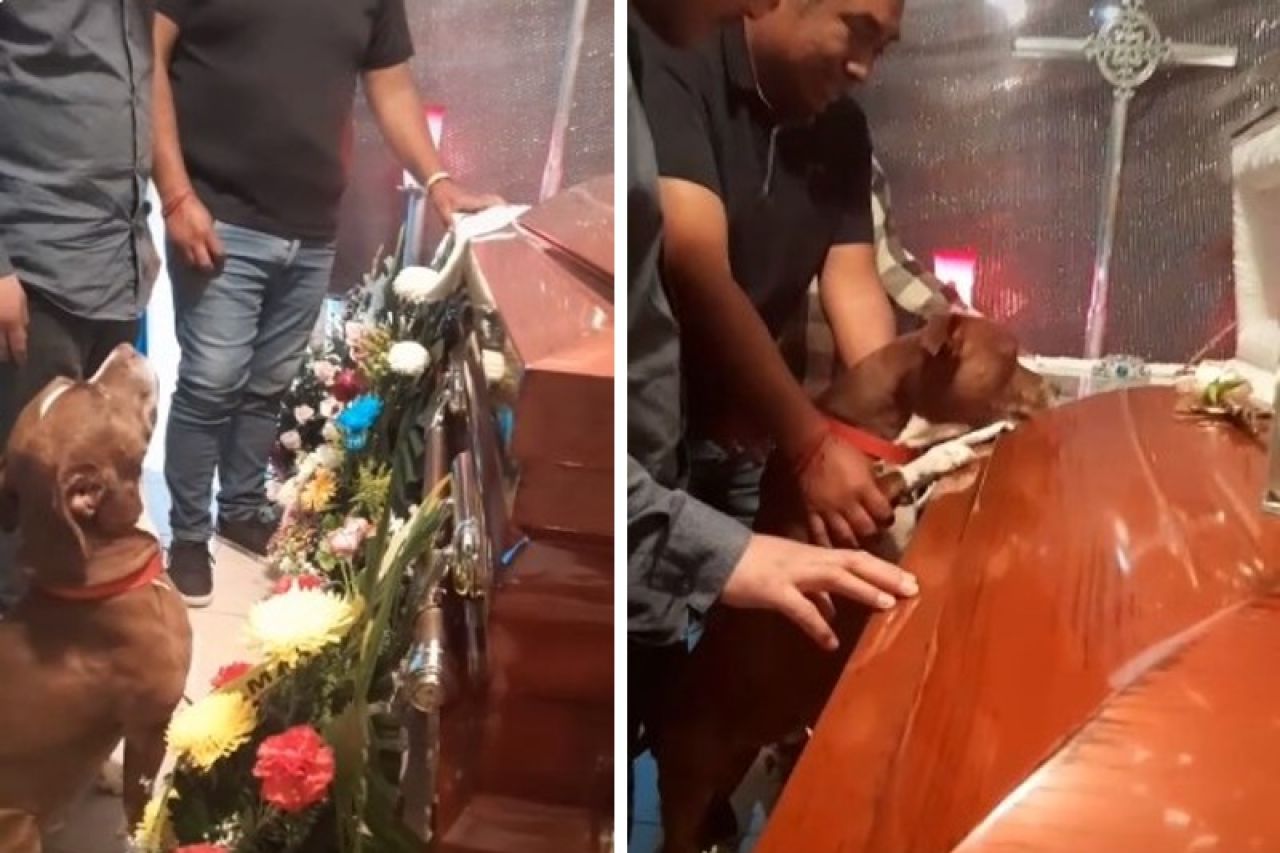 Video: Perrito se despide de su dueña en un funeral en Juárez