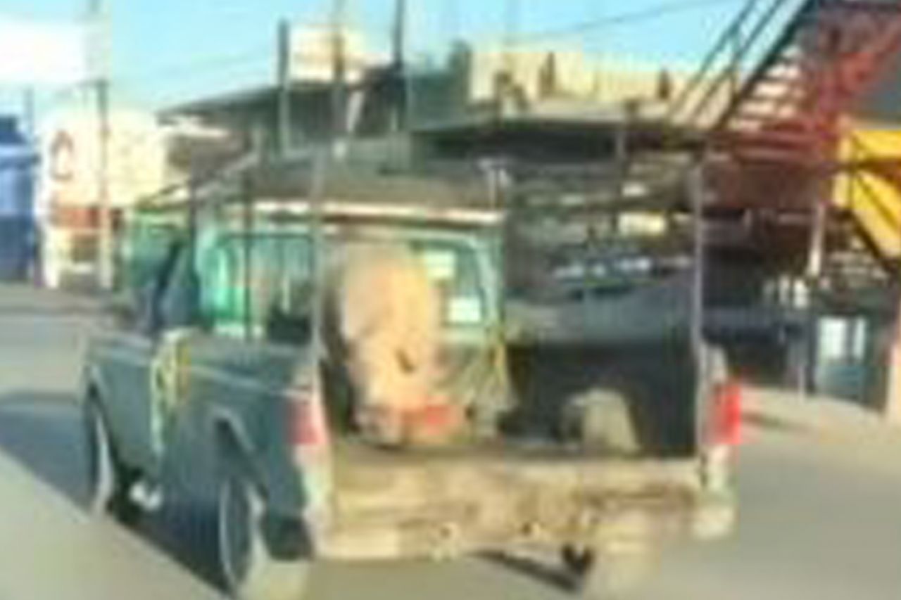 Video: ¡Listo para las carnitas! Captan a marrano 'gigante' en Juárez