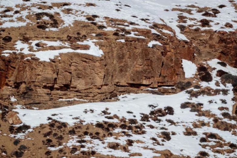 Leopardo de las nieves se camuflajea y foto se vuelve viral