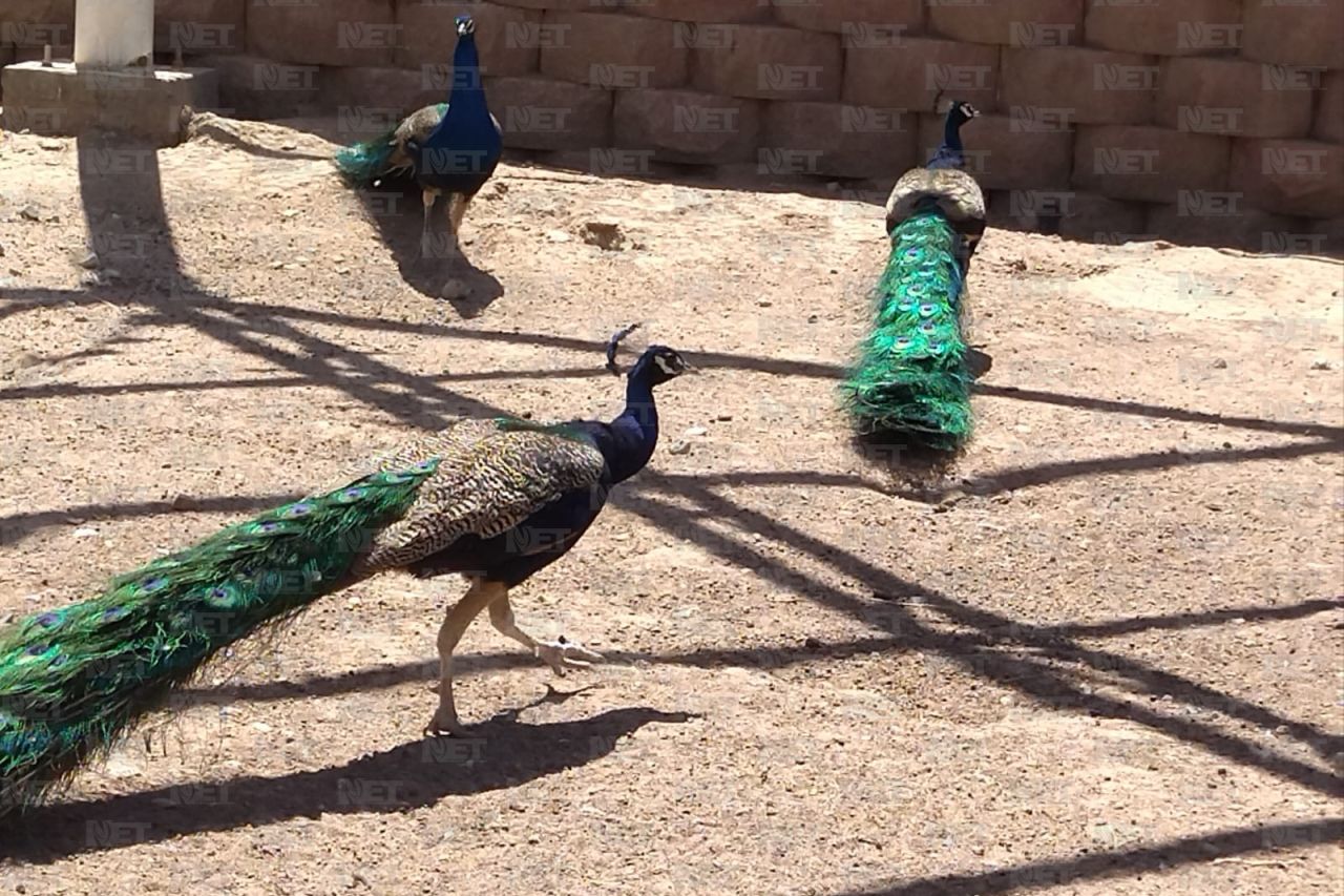 Espera Parque Central 29 crías de pavo real