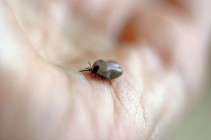 Incrementan casos de rickettsiosis en Juárez; reportan 10 muertes
