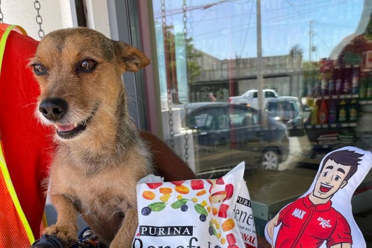 Premia Del Río a perrito educado que espera a su dueño en bici