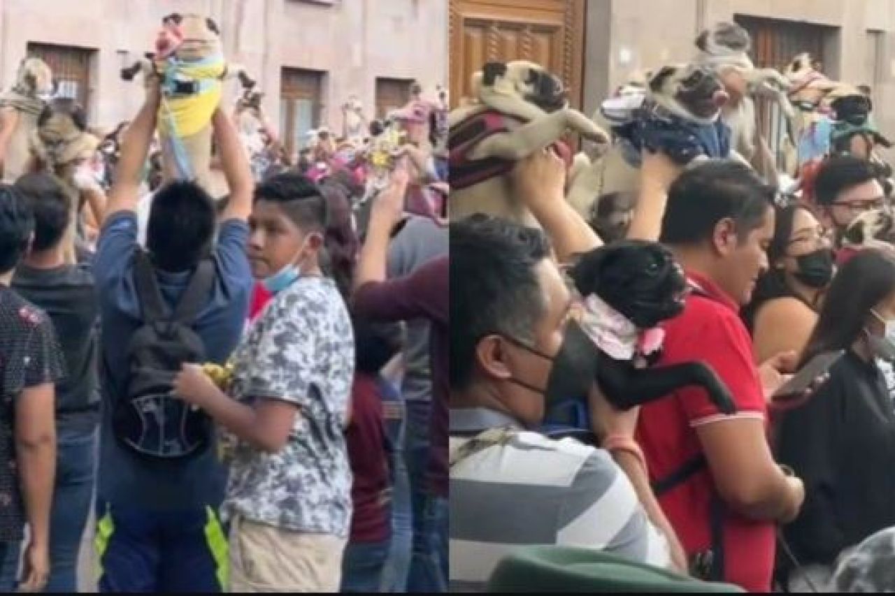 Video: Hallan 'secta' de pugs en calles de Querétaro