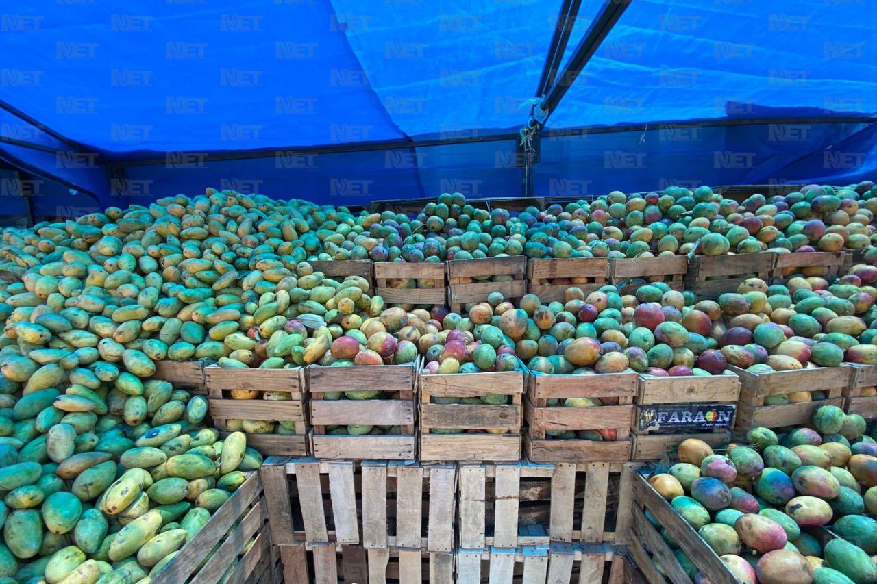 México Entre Principales Productores Y Exportadores De Mango 4435