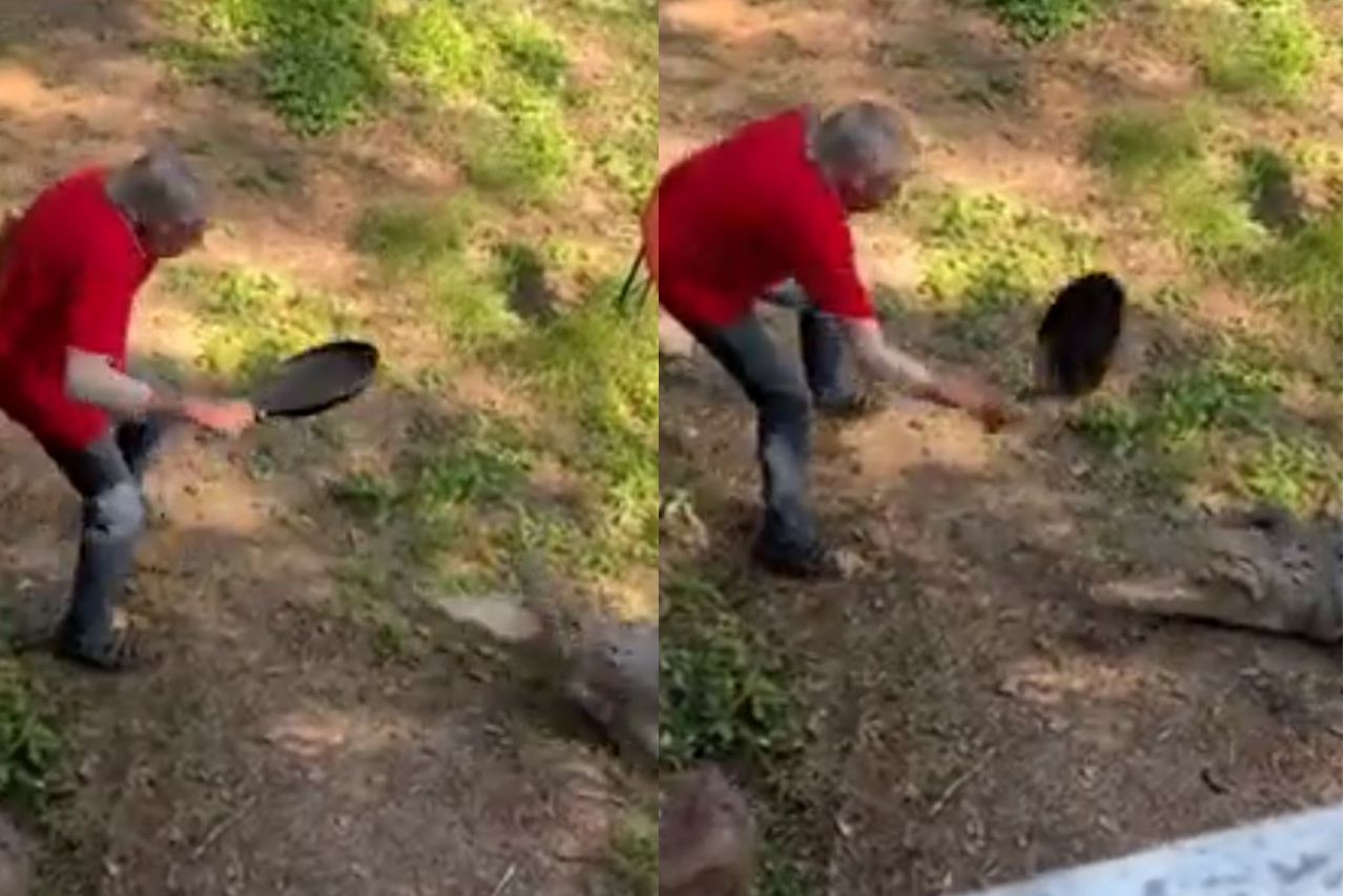 Video: Hombre gana pelea contra cocodrilo ¡a sartenazos!