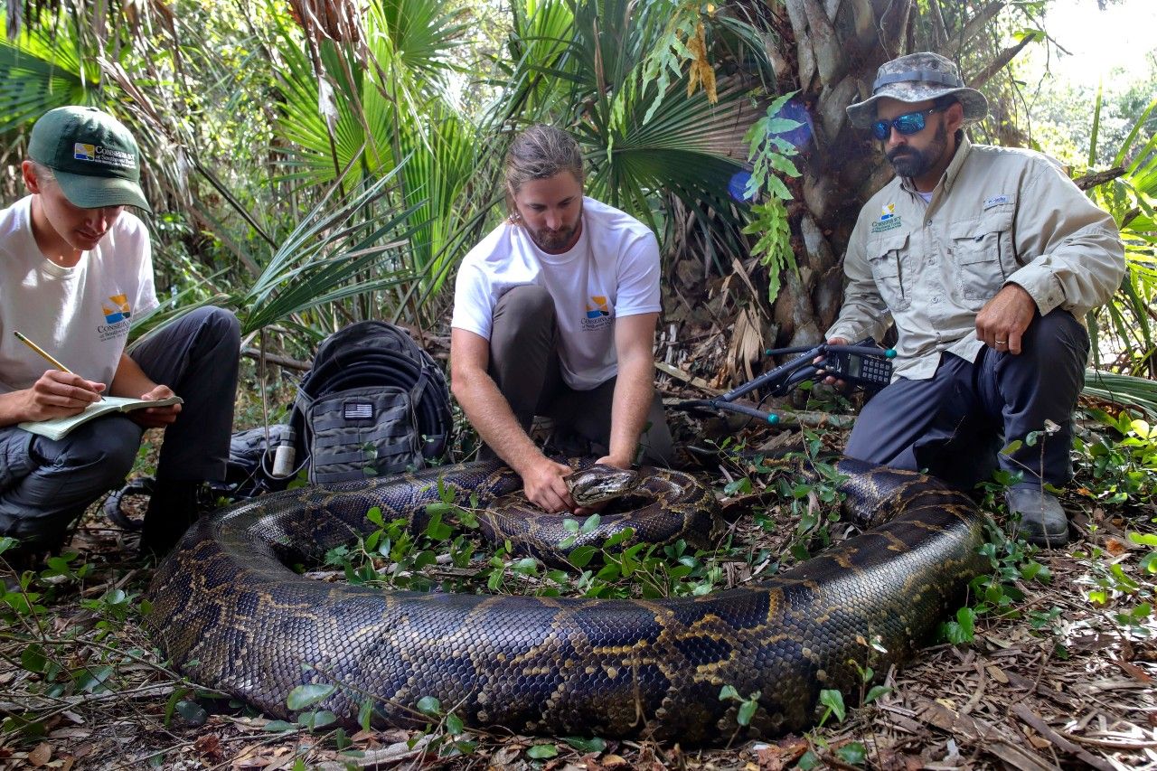 Capturan pitón de 5 metros y casi 100 kilos en Florida