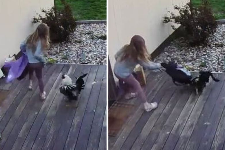 Video: Niña libra ataque de gallo con un 'mochilazo'