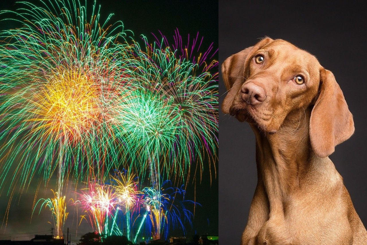 El 4 de Julio trae mayor riesgo de pérdida de mascotas en la frontera