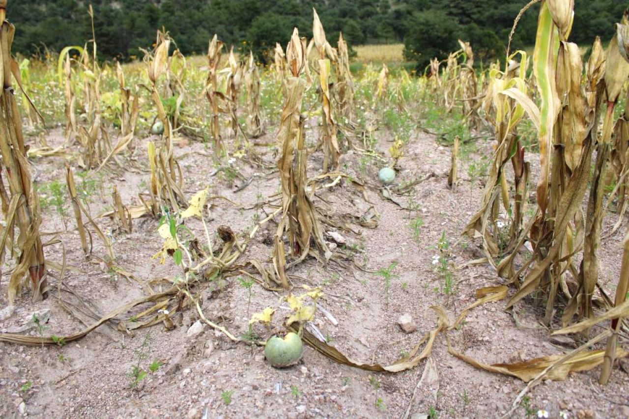 Buscan prevenir el trabajo infantil en el sector agrícola