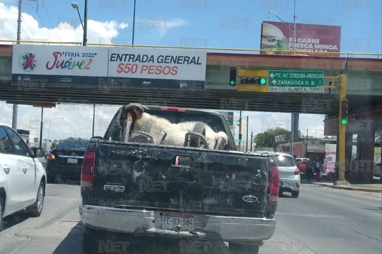 Que Juárez no es un ranch....captan a cabra a bordo de camioneta 